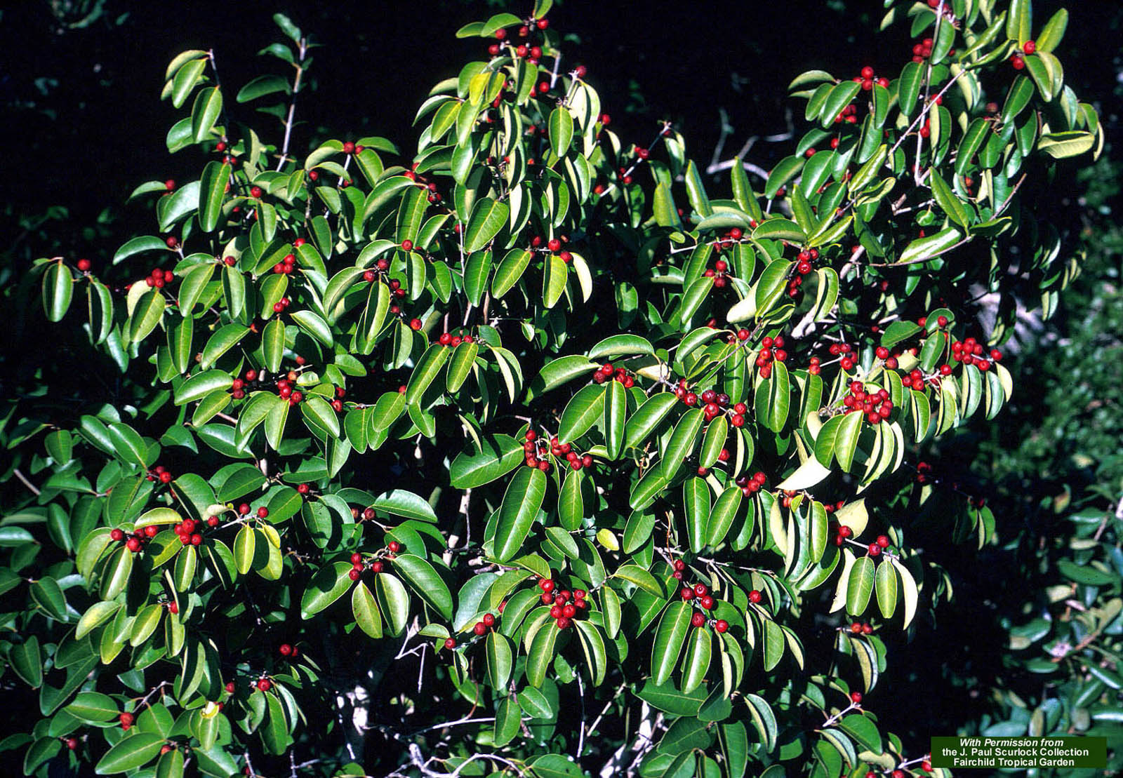 معرفی و راهنمای پرورش درختان میوه - اوجنیا اکسیلاریس